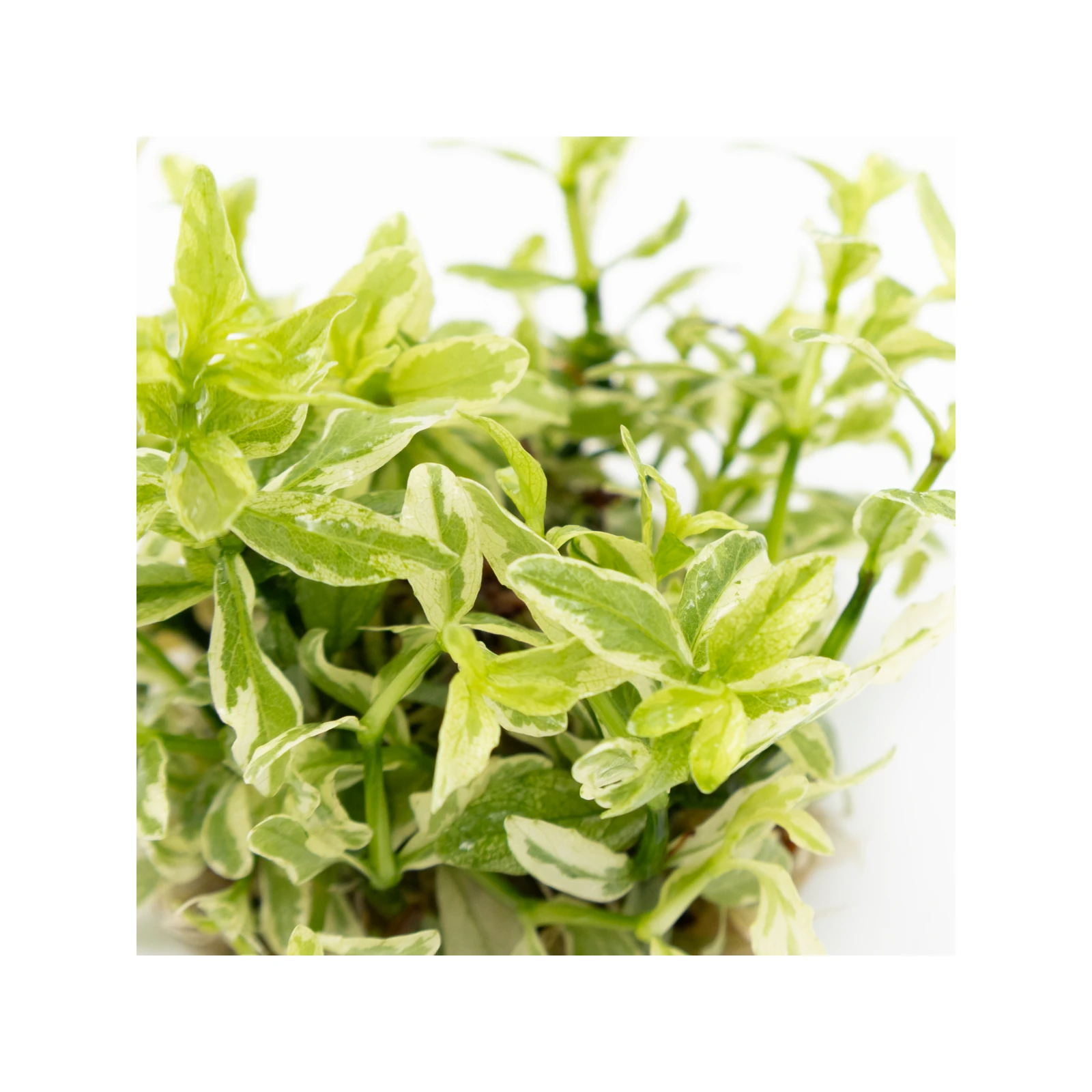 Hygrophila polysperma 'White' - 1-2-Grow!, 3-pack från Tropica