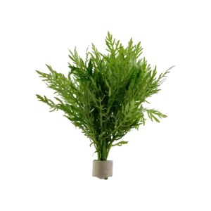 Hygrophila difformis - bunt, 5-pack från Tropica
