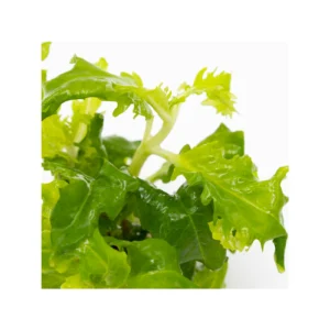 Hygrophila difformis - 1-2-Grow!, 3-pack från Tropica