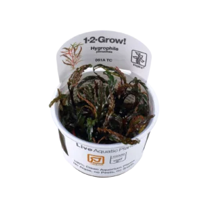 Hygrophila pinnatifida - 1-2-Grow!, 3-pack från Tropica