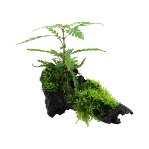 Hygrophila pinnatifida & moss - på rot från Tropica