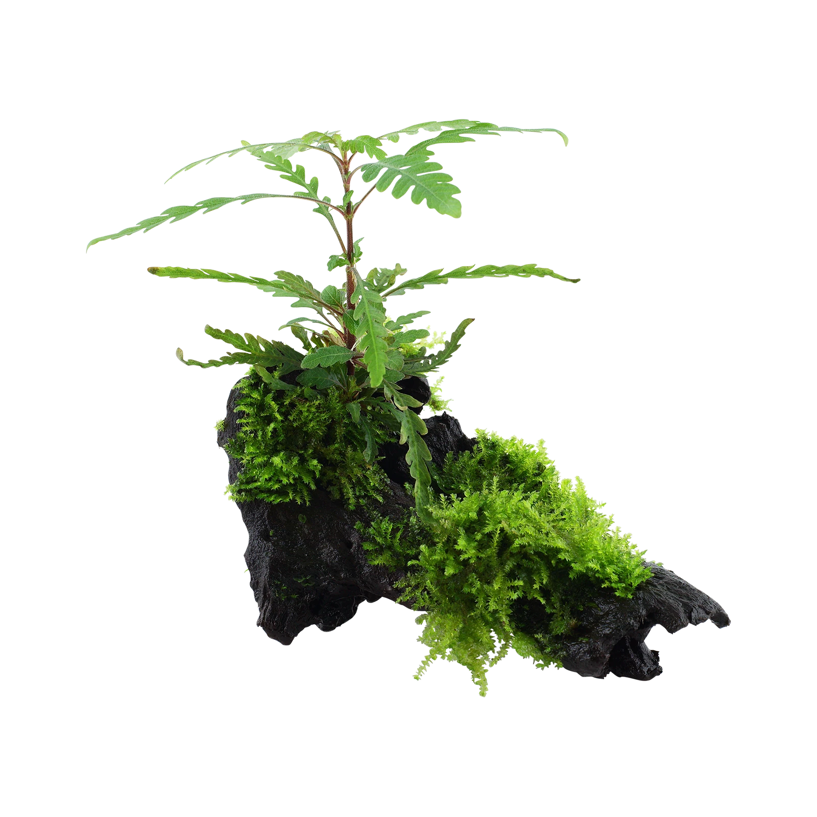 Hygrophila pinnatifida & moss - på rot från Tropica