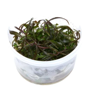 Hygrophila lancea 'Araguaia' - 1-2-Grow!, 3-pack från Tropica