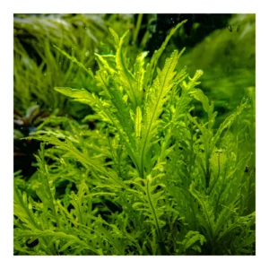 Hygrophila odora - 1-2-Grow!, 3-pack från Tropica