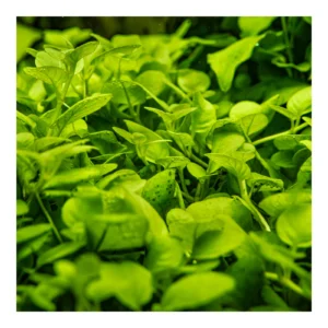 Hygrophila serpyllum - 1-2-Grow!, 3-pack från Tropica