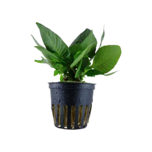 Hygrophila corymbosa 'Compact' - kruka, 5-pack från Tropica