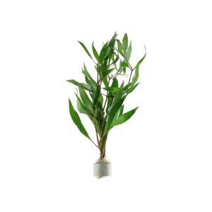 Hygrophila corymbosa - bunt, 5-pack från Tropica