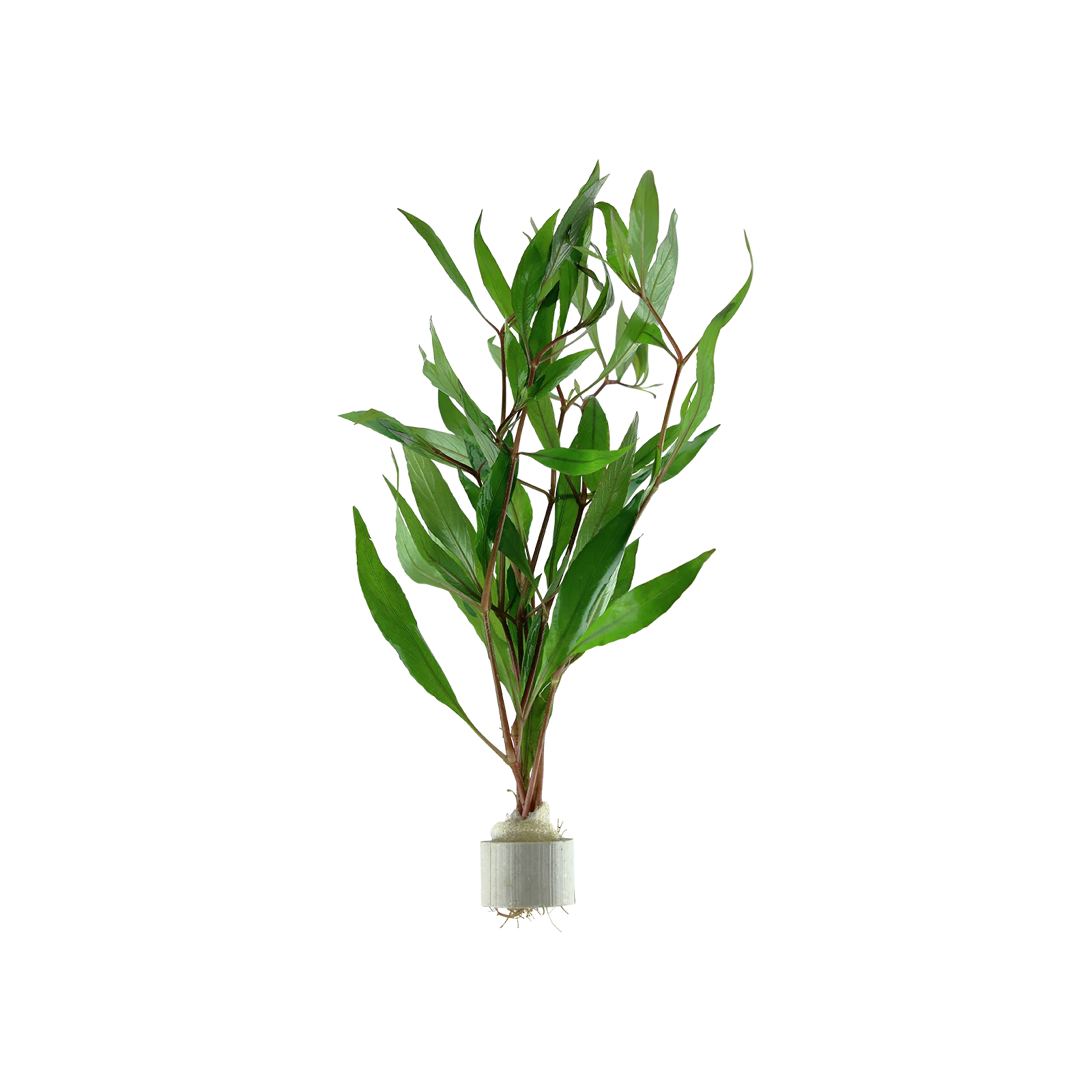 Hygrophila corymbosa - bunt, 5-pack från Tropica