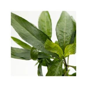 Hygrophila corymbosa 'Stricta' - clip, 5-pack från Tropica
