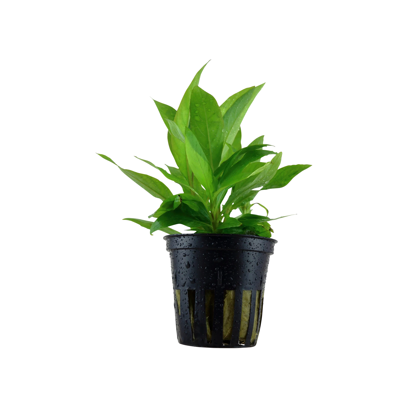 Hygrophila corymbosa 'Stricta' - kruka, 5-pack från Tropica