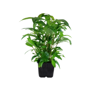 Hygrophila corymbosa 'Stricta' - XL-kruka från Tropica