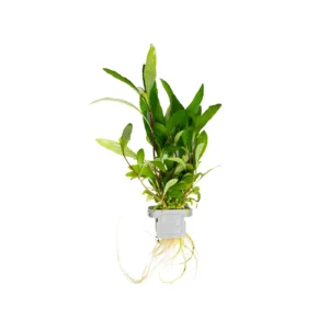 Hygrophila corymbosa 'Siamensis 53B' - clip, 5-pack från Tropica