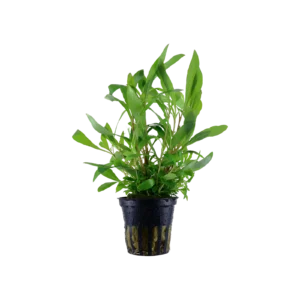 Hygrophila corymbosa 'Siamensis 53B' - kruka, 5-pack från Tropica