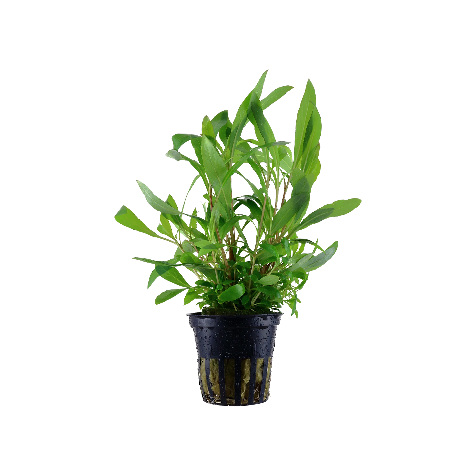 Hygrophila corymbosa 'Siamensis 53B' - kruka, 5-pack från Tropica