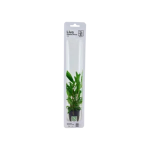 Hygrophila corymbosa 'Siamensis 53B' - singelförpackad kruka, 3-pack från Tropica