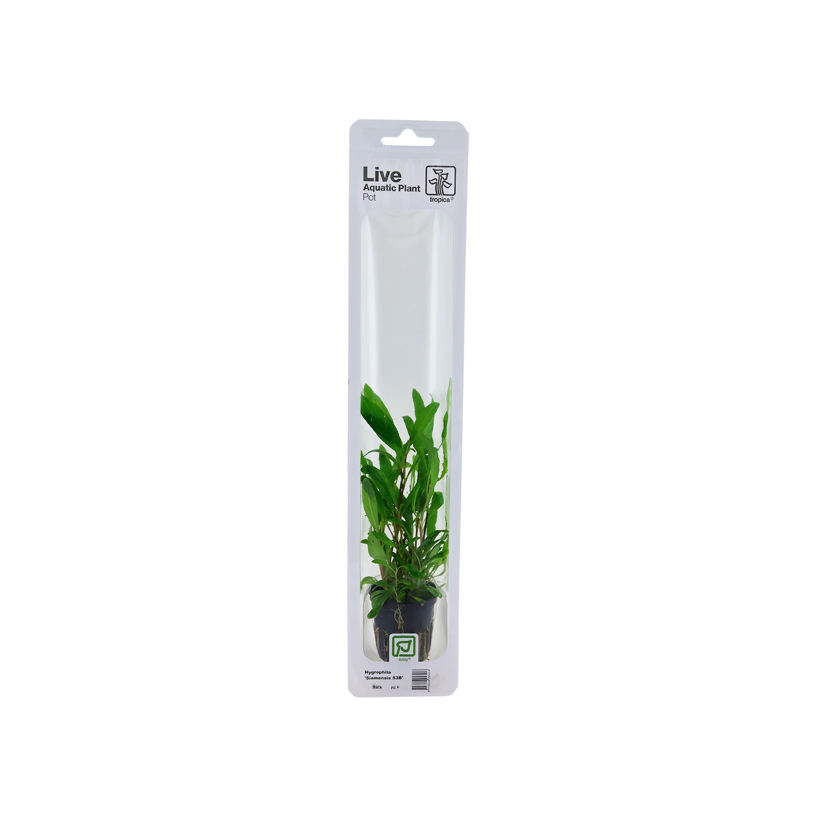 Hygrophila corymbosa 'Siamensis 53B' - singelförpackad kruka, 3-pack från Tropica