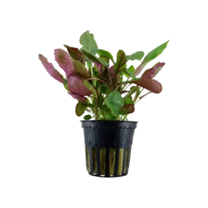 Lobelia cardinalis - kruka, 5-pack från Tropica