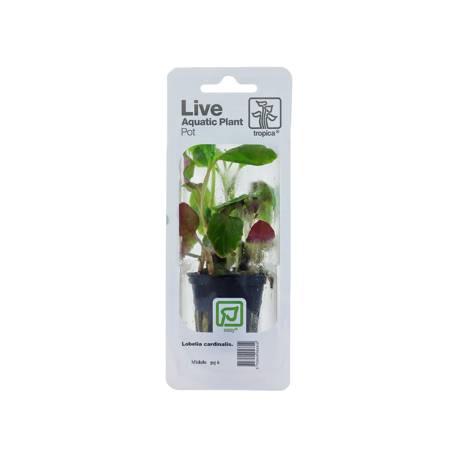 Lobelia cardinalis - singelförpackad kruka, 3-pack från Tropica
