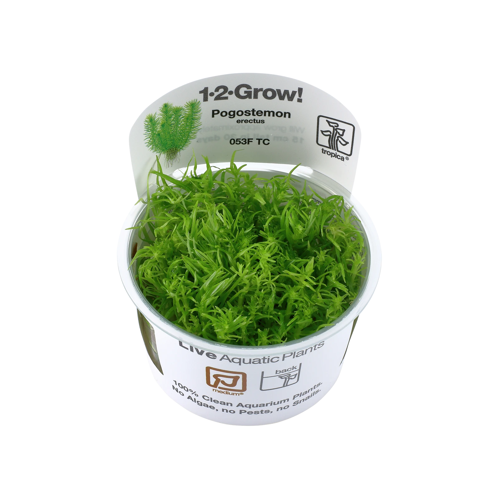Pogostemon deccanensis - 1-2-Grow!, 3-pack från Tropica