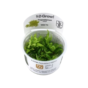 Pogostemon helferi - 1-2-Grow!, 3-pack från Tropica