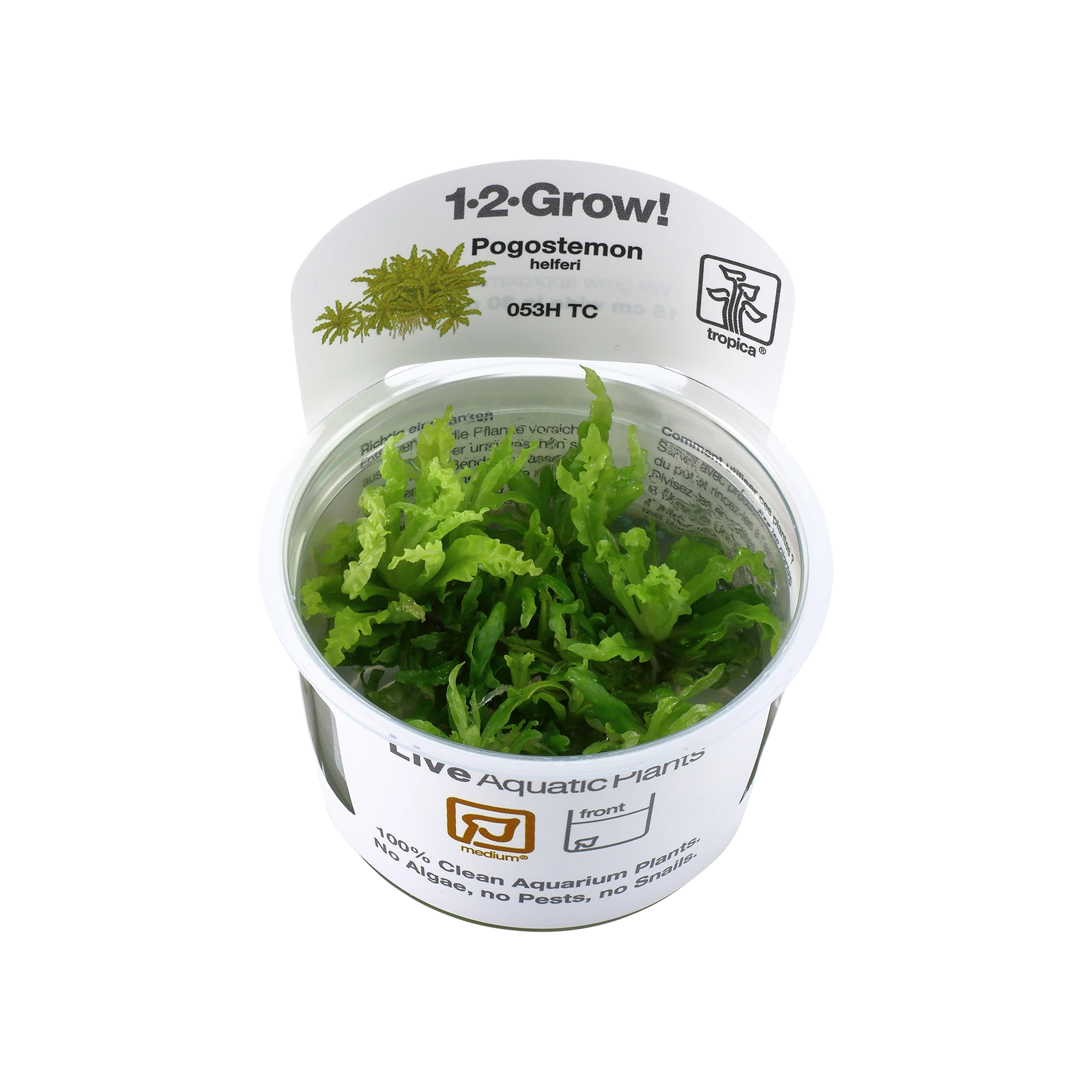 Pogostemon helferi - 1-2-Grow!, 3-pack från Tropica