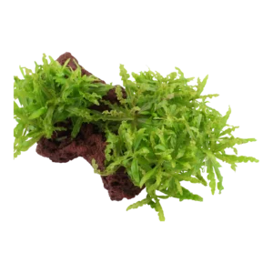 Pogostemon helferi - på sten från Tropica