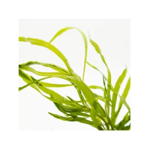 Pogostemon quadrifolius - clip, 5-pack från Tropica