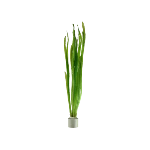 Vallisneria americana 'Natans' - bunt, 5-pack från Tropica