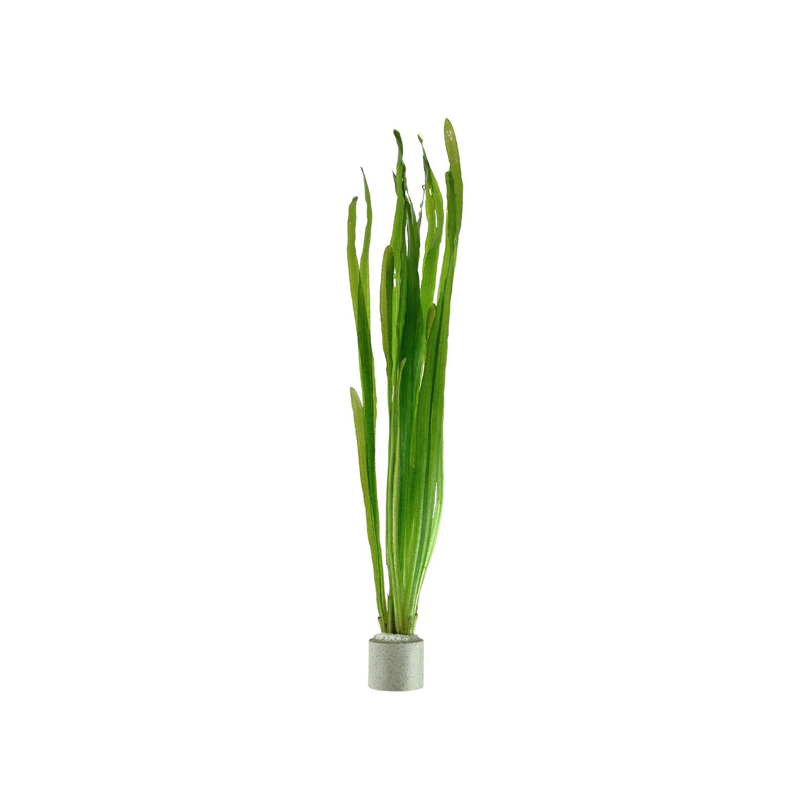 Vallisneria americana 'Natans' - bunt, 5-pack från Tropica