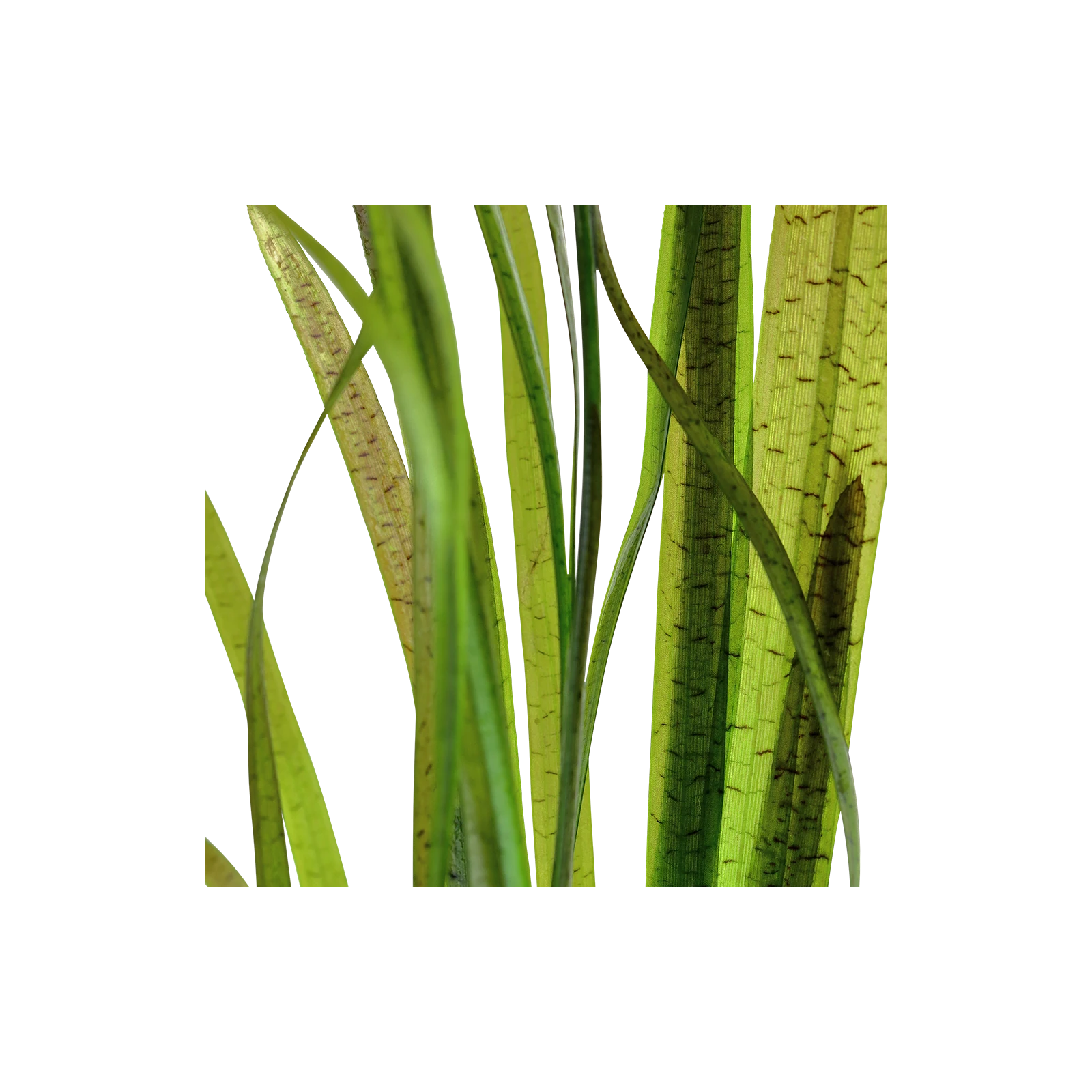 Vallisneria spiralis 'Tiger' - kruka, 5-pack från Tropica