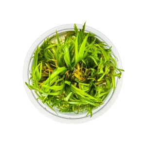 Blyxa japonica - 1-2-Grow!, 3-pack från Tropica