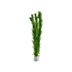 Egeria densa - bunt, 5-pack från Tropica