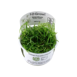 Helanthium tenellum 'Green' - 1-2-Grow!, 3-pack från Tropica