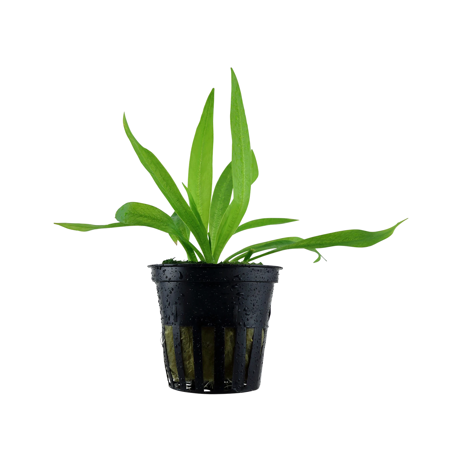 Helanthium bolivianum 'Quadricostatus' - kruka, 5-pack från Tropica