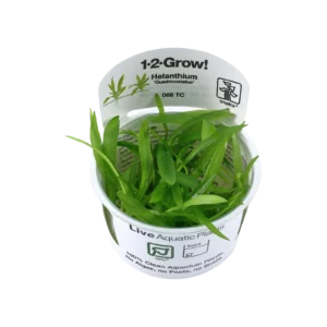 Helanthium bolivianum 'Quadricostatus' - 1-2-Grow!, 3-pack från Tropica