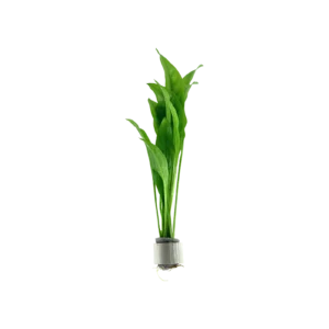 Echinodorus grisebachii 'Bleherae' - bunt, 5-pack från Tropica