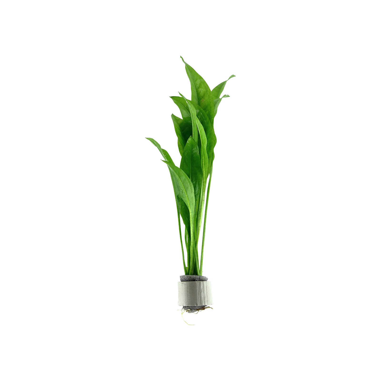 Echinodorus grisebachii 'Bleherae' - bunt, 5-pack från Tropica