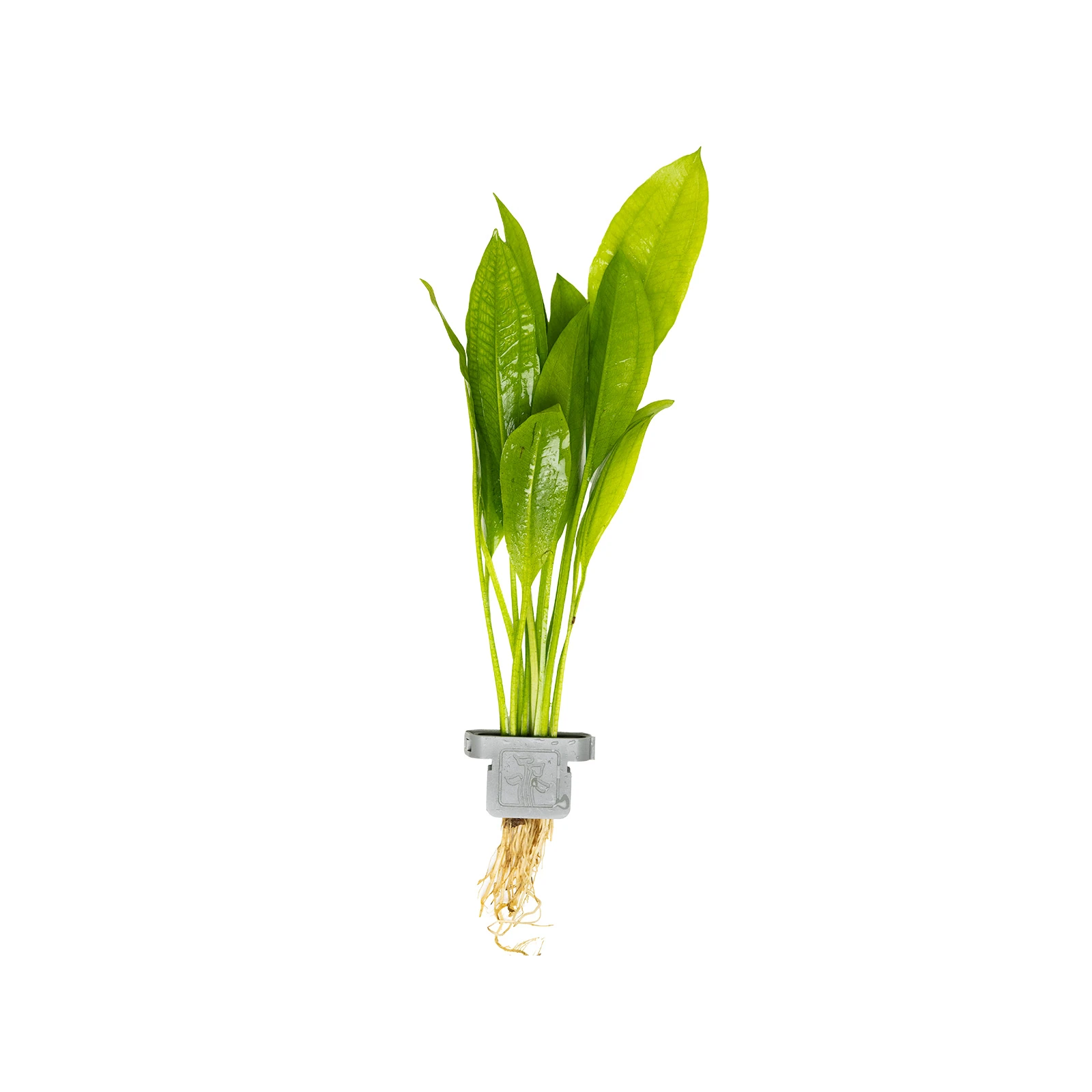 Echinodorus grisebachii 'Bleherae' - clip, 5-pack från Tropica