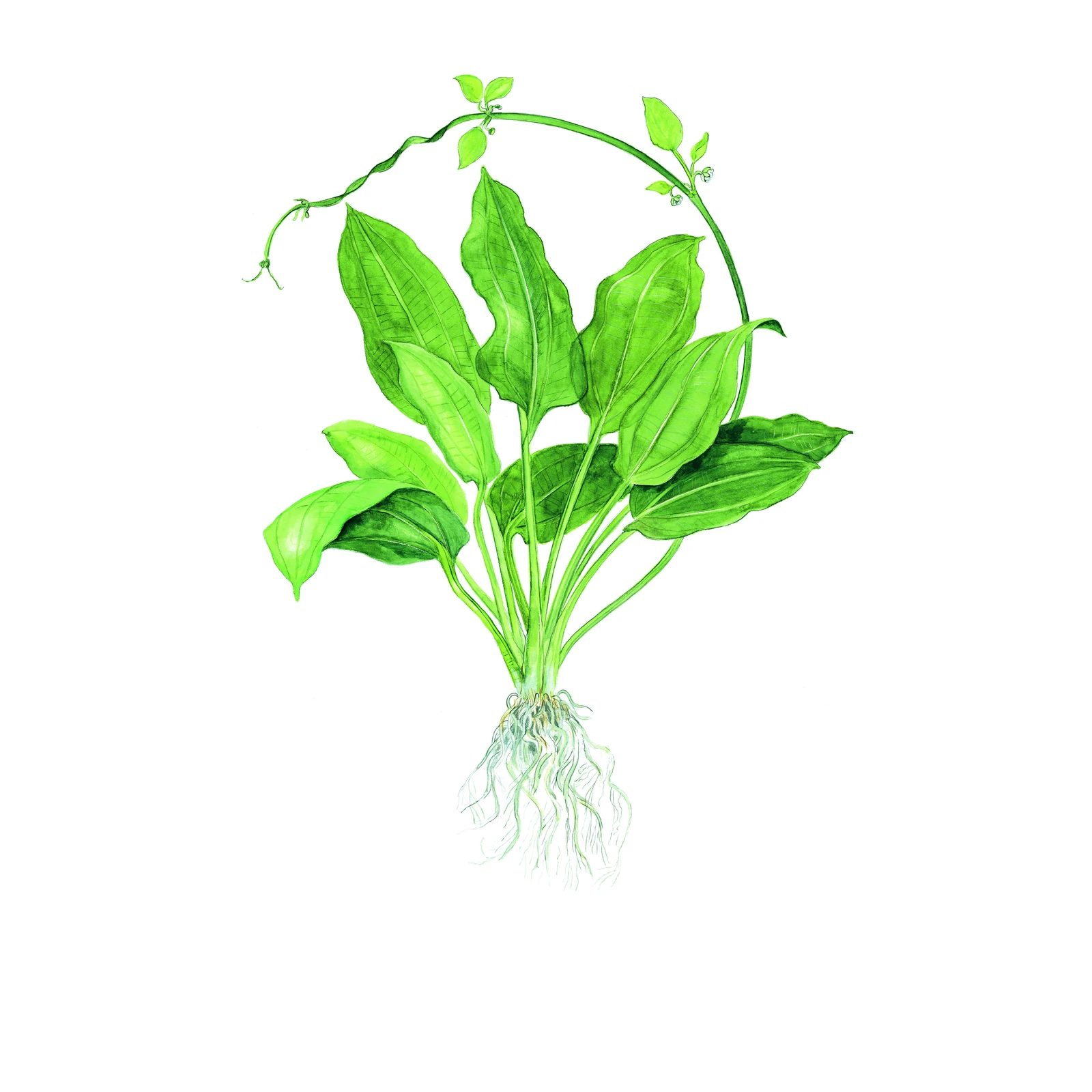 Echinodorus grisebachii 'Bleherae' - XL-kruka från Tropica