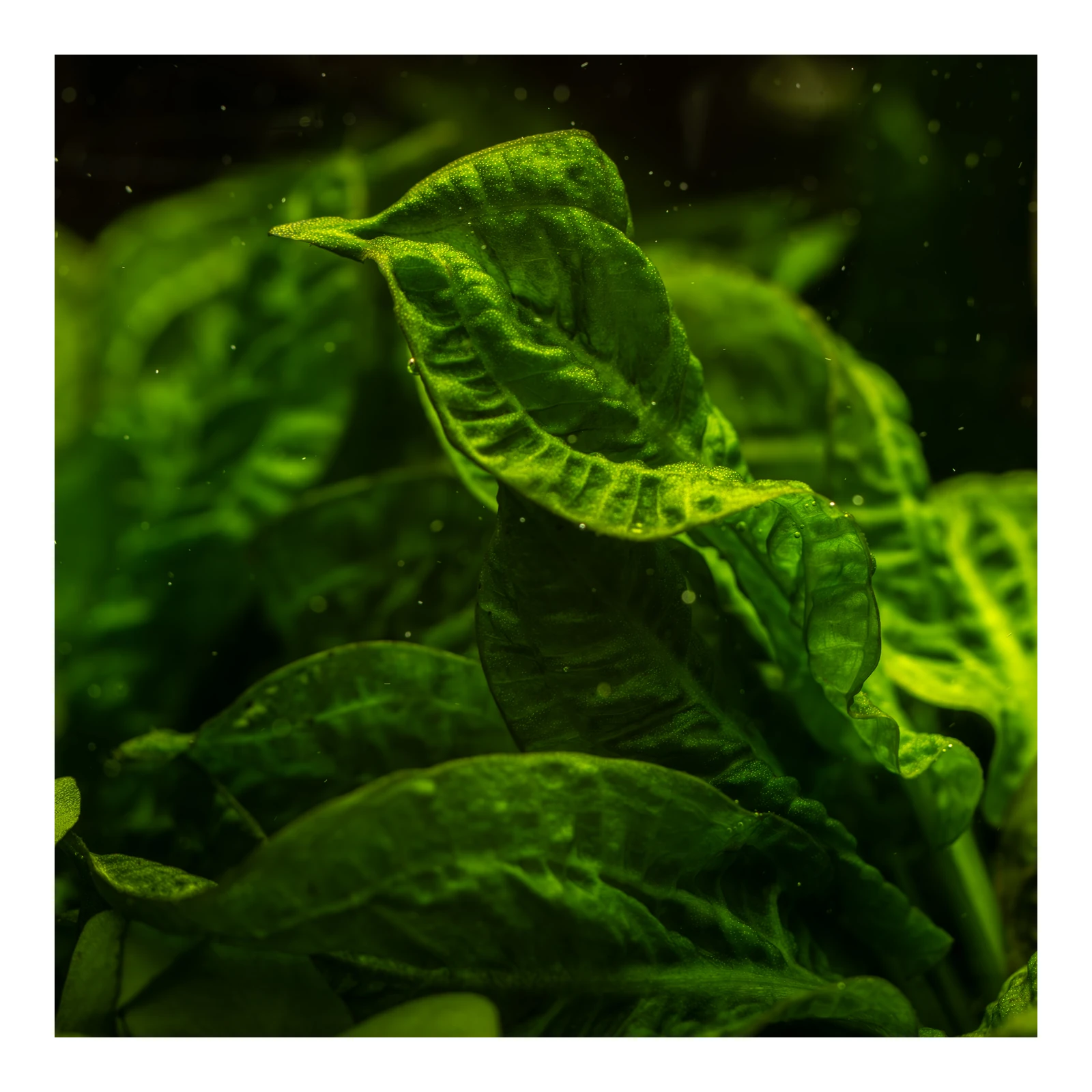 Echinodorus grisebachii 'Tropica' - 1-2-Grow!, 3-pack från Tropica