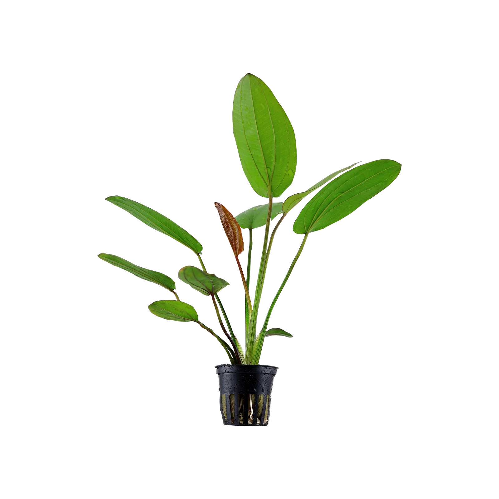 Echinodorus x barthii - kruka, 5-pack från Tropica