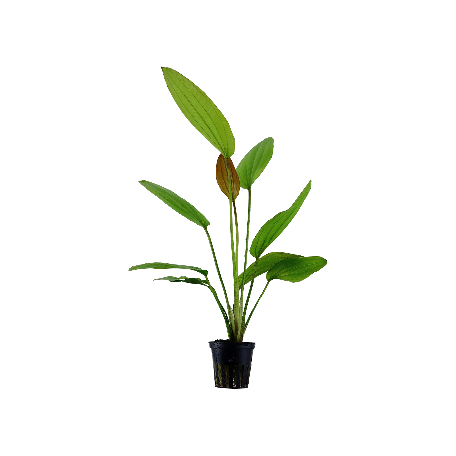 Echinodorus 'Rosé' - kruka, 5-pack från Tropica