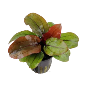 Echinodorus 'Reni' - kruka, 5-pack från Tropica