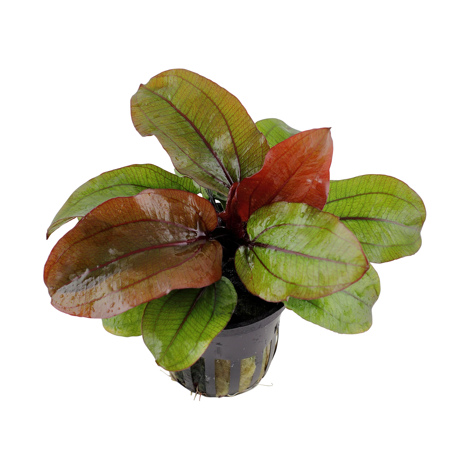 Echinodorus 'Reni' - kruka, 5-pack från Tropica