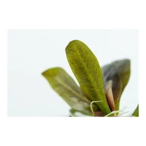 Echinodorus 'Reni' - 1-2-Grow!, 3-pack från Tropica