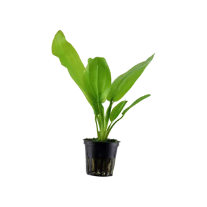 Echinodorus cordifolius 'Fluitans' - kruka, 5-pack från Tropica