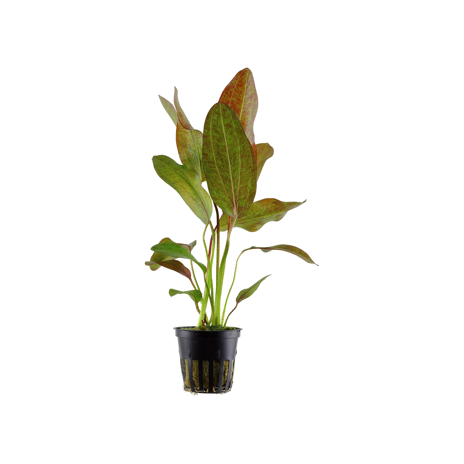 Echinodorus 'Ozelot' - kruka, 5-pack från Tropica