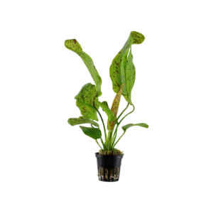Echinodorus 'Ozelot Green' - kruka, 5-pack från Tropica