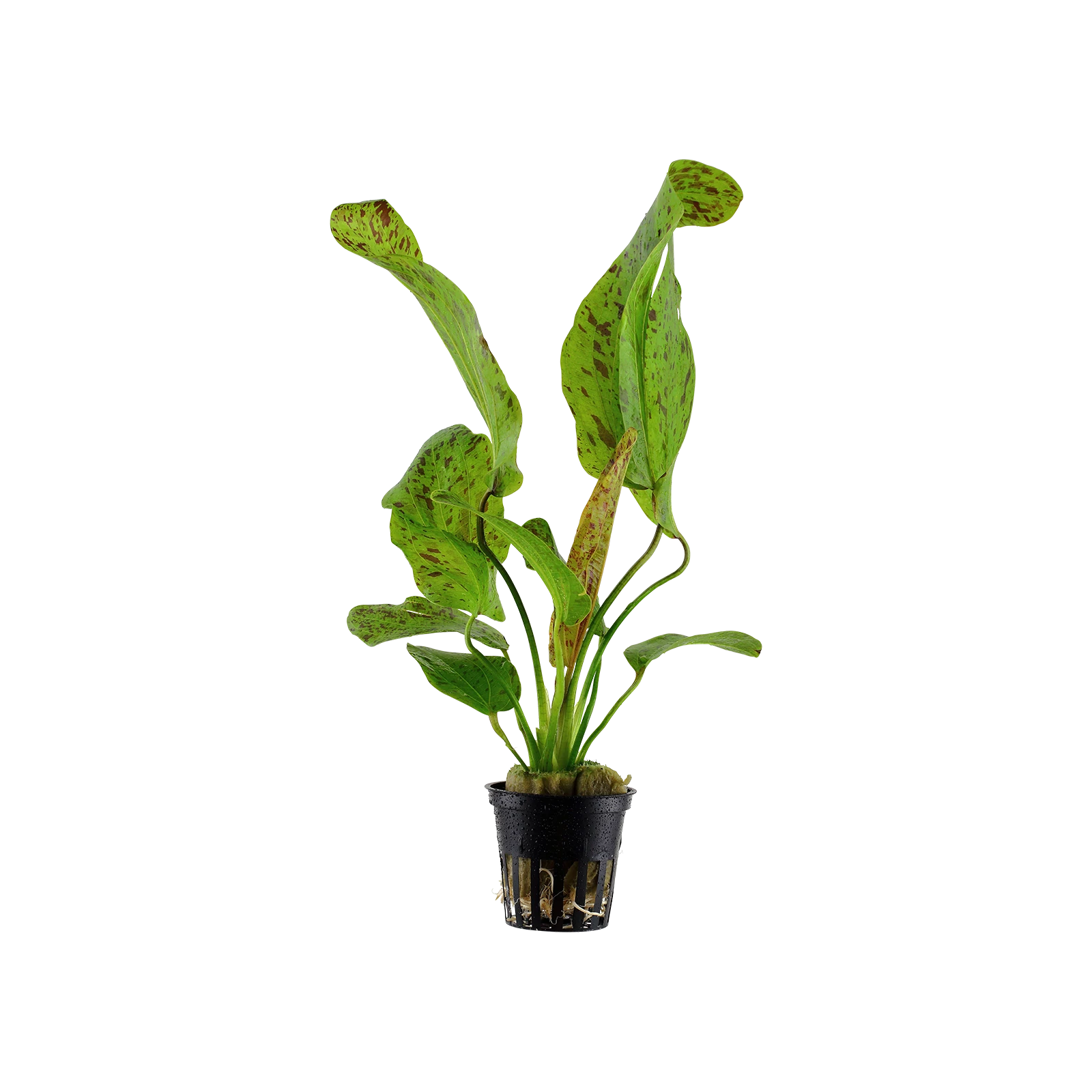 Echinodorus 'Ozelot Green' - kruka, 5-pack från Tropica