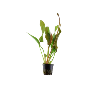 Echinodorus 'Red Diamond' - kruka, 5-pack från Tropica
